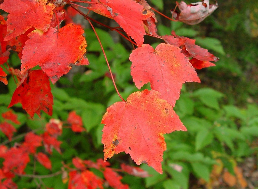 Red Maple (Acer rubrum) - Ladybird Nursery