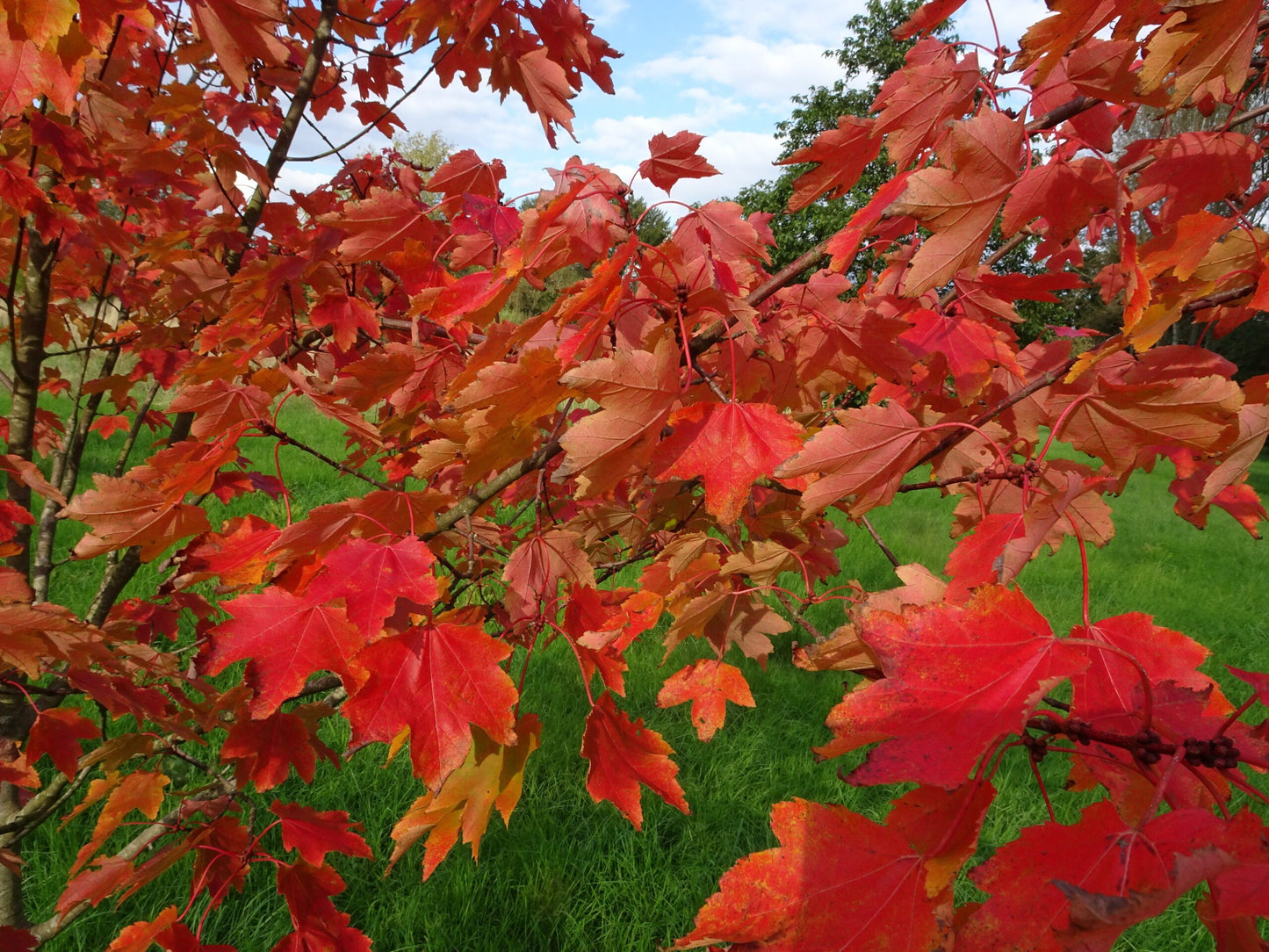 Red Maple Autumn (Acer rubrum)