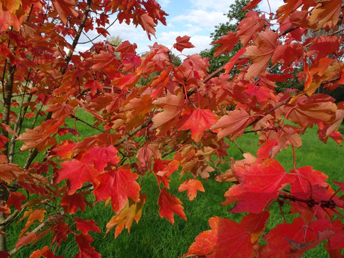 Red Maple Autumn (Acer rubrum) - Ladybird Nursery