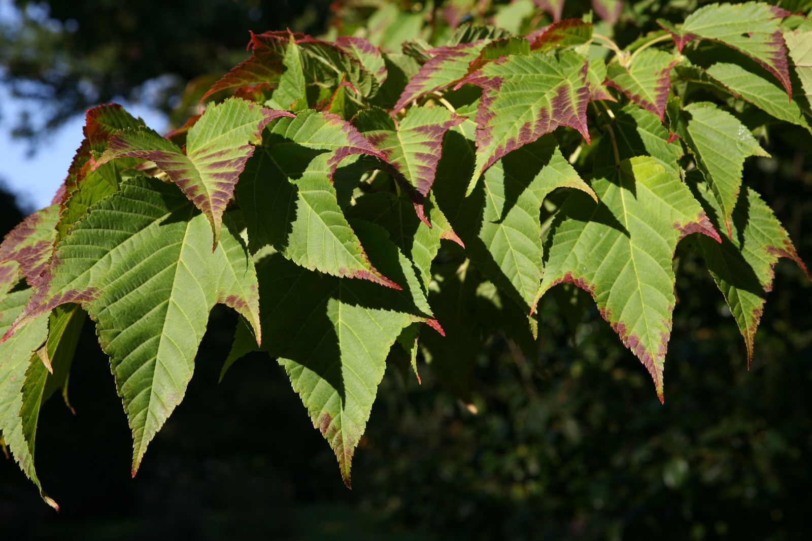 Redvein Maple Winter Gold (Acer rufinerve) - Ladybird Nursery
