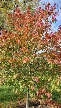 Redvein Maple Winter Gold (Acer rufinerve)