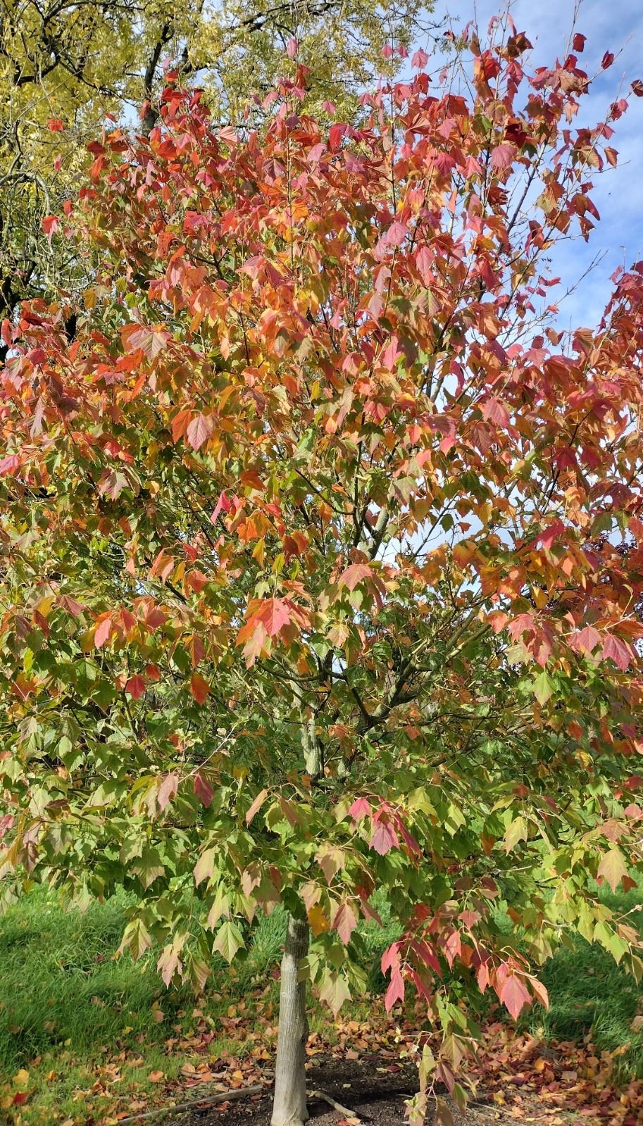 Redvein Maple Winter Gold (Acer rufinerve) - Ladybird Nursery