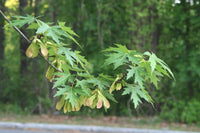 Silver Maple (Acer saccharinum) - Ladybird Nursery