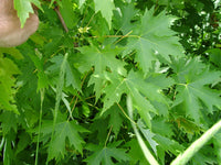 Silver Maple (Acer saccharinum)