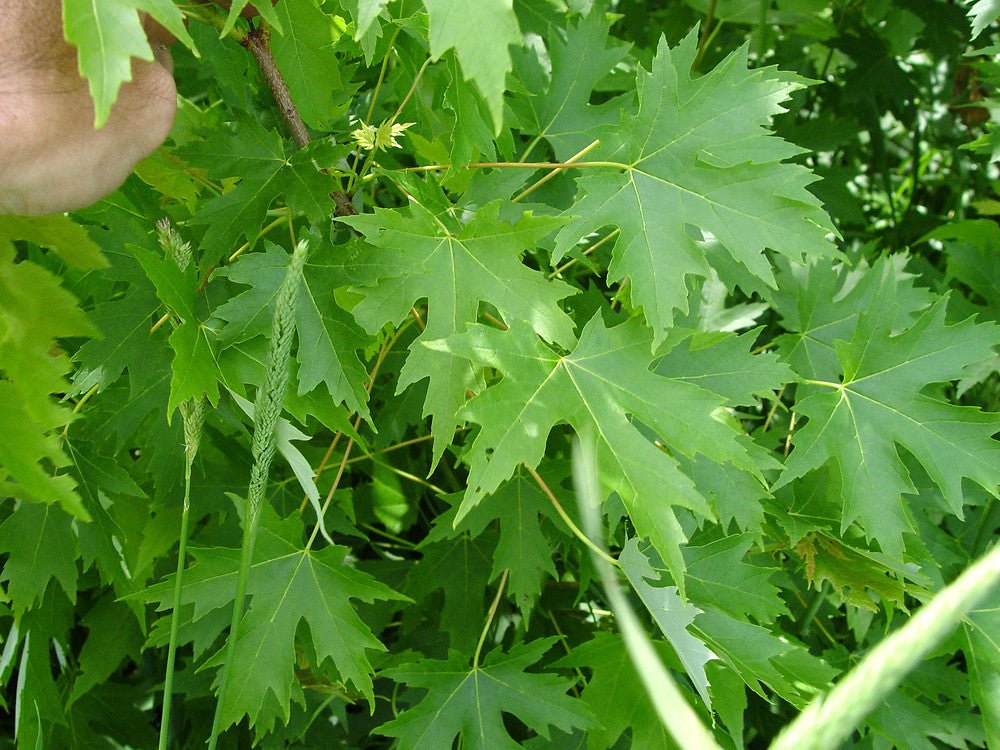 Silver Maple (Acer saccharinum) - Ladybird Nursery