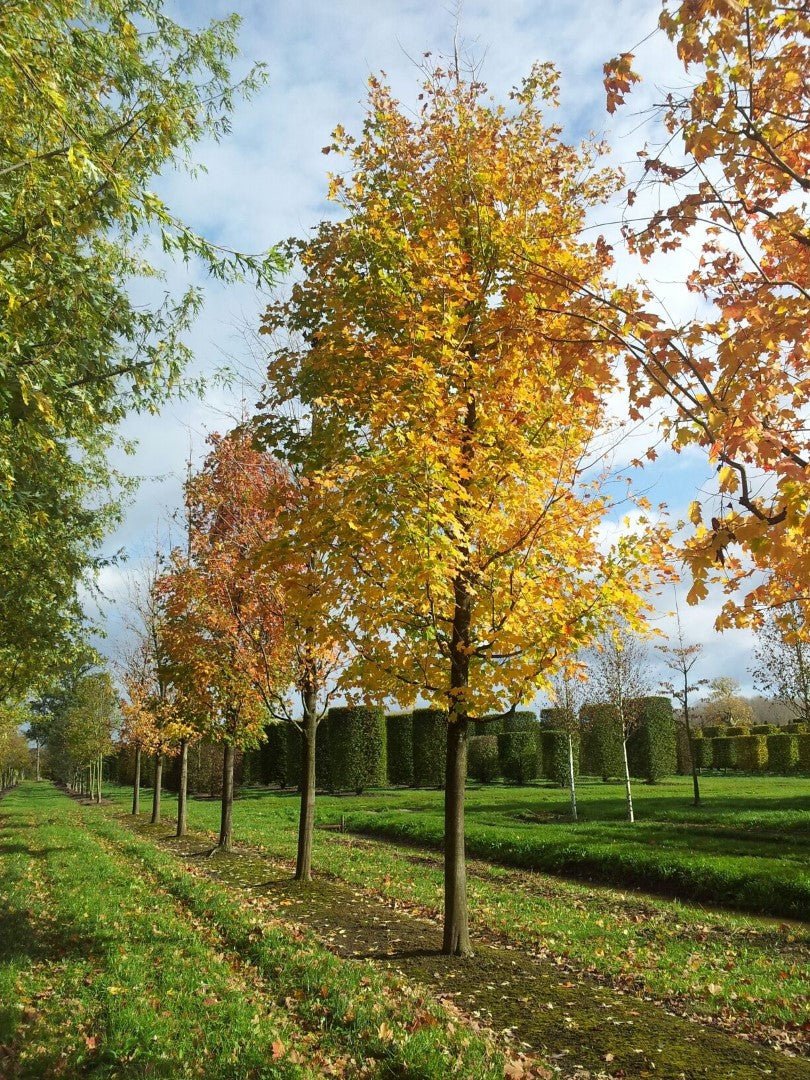 Silver Maple (Acer saccharinum) - Ladybird Nursery