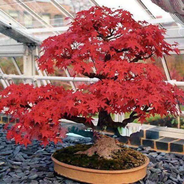 Tatarian Maple Ginnala Flame (Acer tartaricum) - Ladybird Nursery