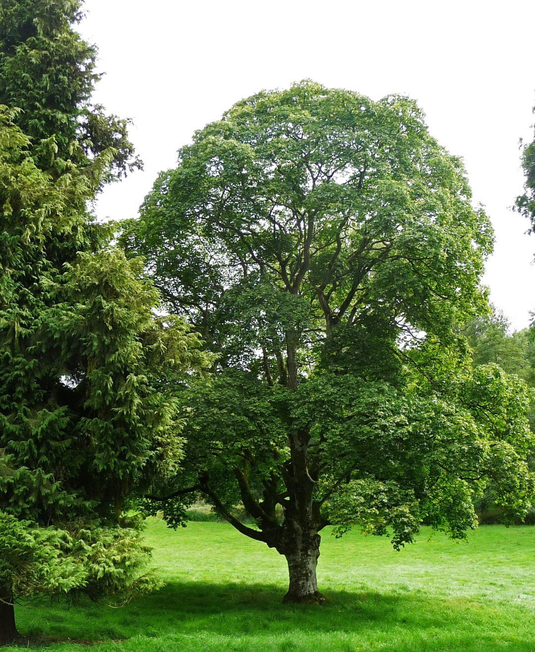 Cappadocian Maple Turkish (Acer cappadocicum) - Ladybird Nursery