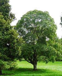 Cappadocian Maple Turkish (Acer cappadocicum)