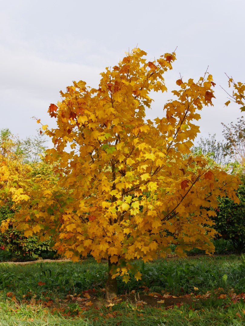 Cappadocian Maple Turkish (Acer cappadocicum) - Ladybird Nursery