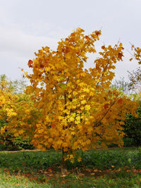 Cappadocian Maple Turkish (Acer cappadocicum) - Ladybird Nursery