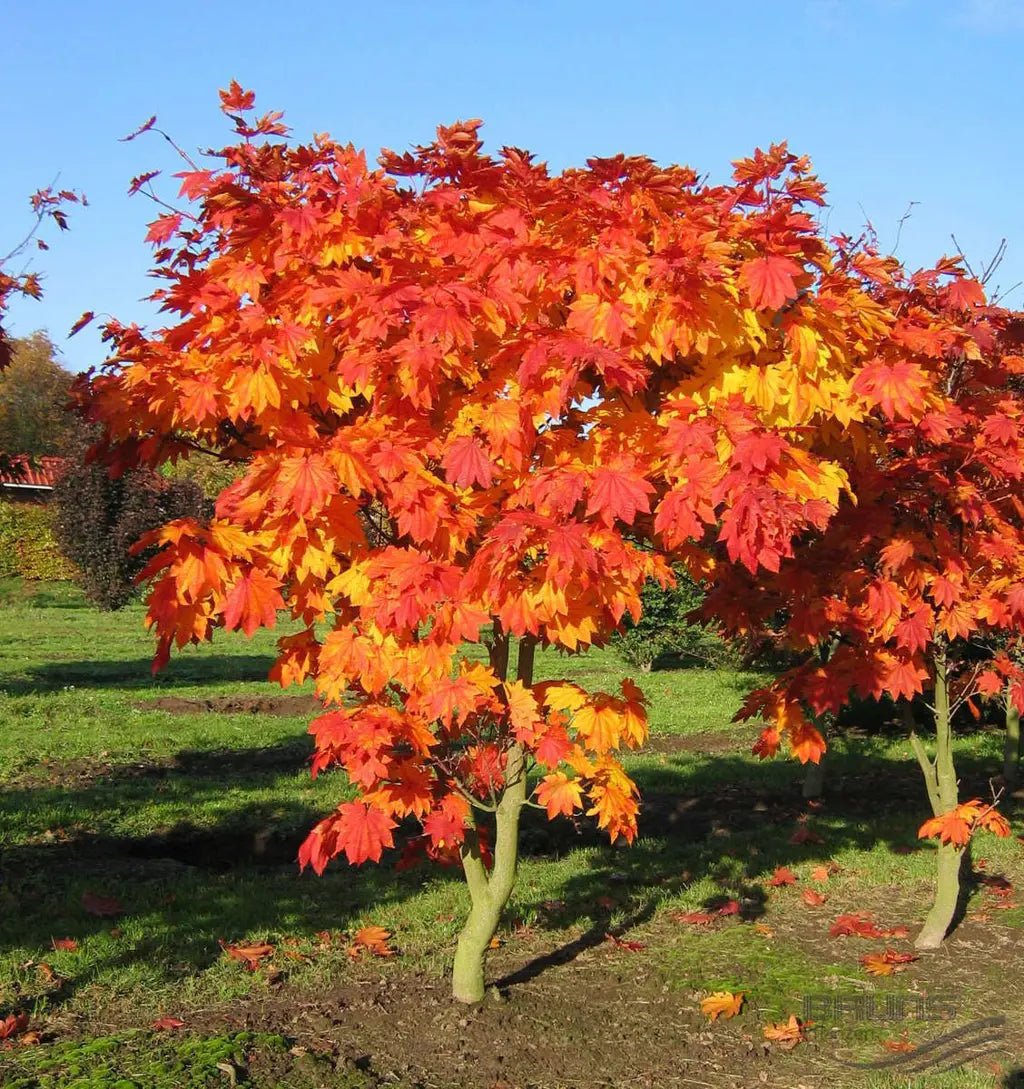 Downy Japanese Maple Vitifolium Full Moon (Acer japonicum) - Ladybird Nursery