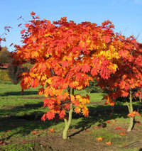 Downy Japanese Maple Vitifolium Full Moon (Acer japonicum) - Ladybird Nursery