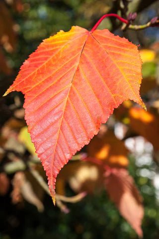 Redvein Maple Winter Gold (Acer rufinerve) - Ladybird Nursery