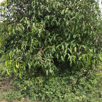 Achacha -Garcinia humilis