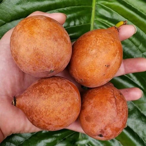 Achacha -Garcinia humilis