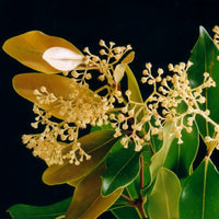 Broad-leaved Lilly Pilly (Acmena hemilampra)