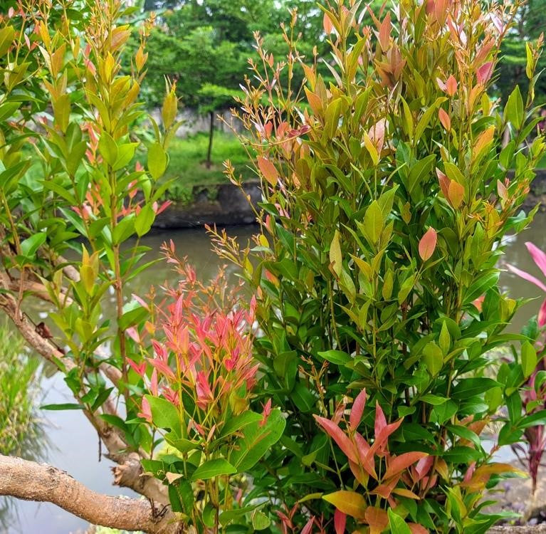 Lilly Pilly Slim Jim (Acmena smithii)