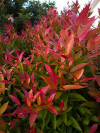 Lilly Pilly Purple Rain (Acmena smithii)