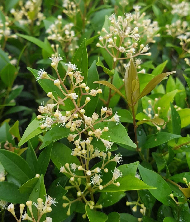 Lilly Pilly Long Island (Acmena smithii)