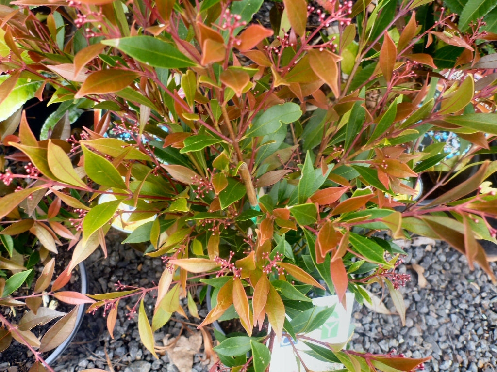 Lilly Pilly FIRESCREEN (Acmena smithii)