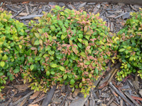 Lilly Pilly minor Allyn Magic (Acmena smithii)