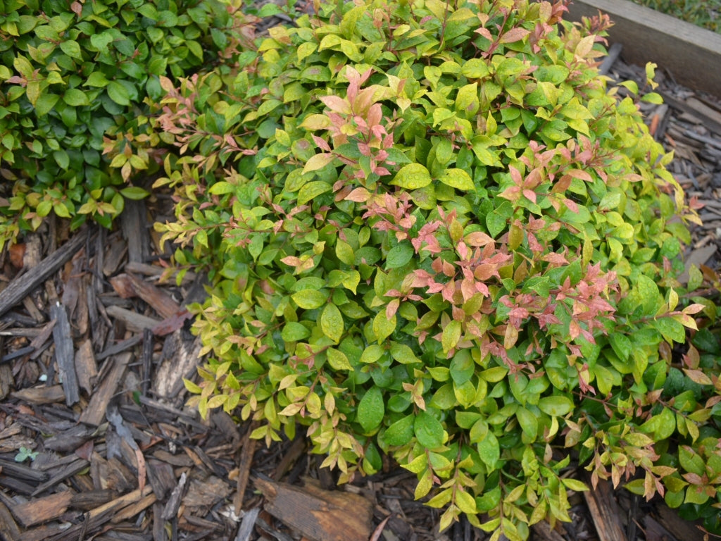 Lilly Pilly minor Allyn Magic (Acmena smithii)