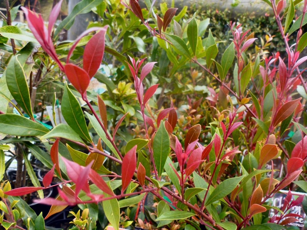 Cherry Surprise minor (Syzygium smithii) - Ladybird Nursery