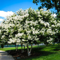 Crepe Myrtle Bush Form x fauriei Acoma (Lagerstroemia indica) - Ladybird Nursery