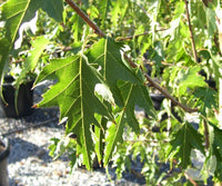 Cut Leaf Birch Dalecarlica (Betula pendula) - Ladybird Nursery
