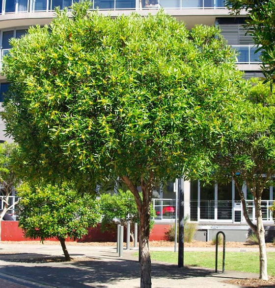 Water Gum (Tristaniopsis laurina)