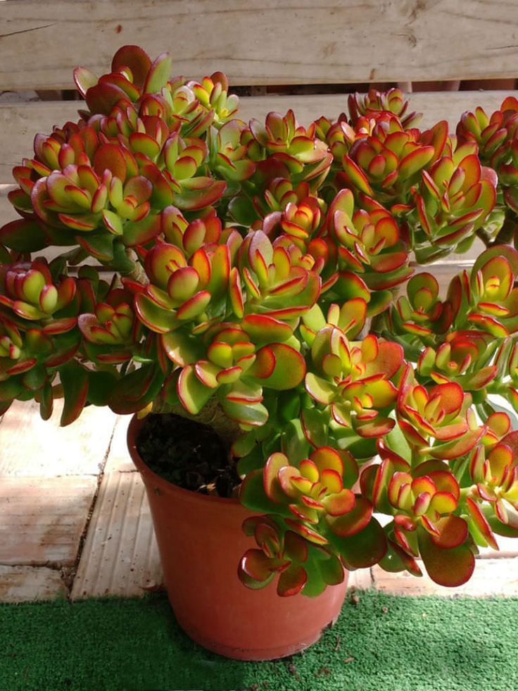 Crassula Red (Crassula Crosby)