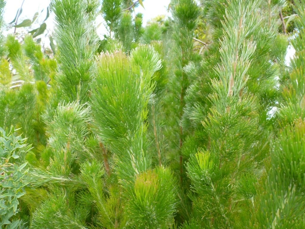 Woolly Bush 'Platinum' (Adenanthos sericeus) - Ladybird Nursery