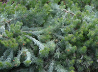 Woolly Bush Silver Lining (Adenanthos sericeus)