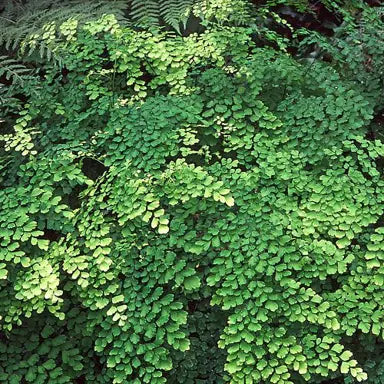 Common Maidenhair Native (Adiantum aethiopicum)