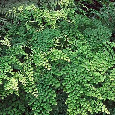 Common Maidenhair Native (Adiantum aethiopicum) - Ladybird Nursery