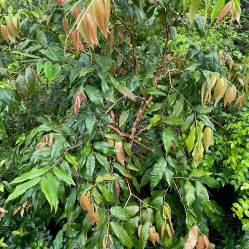 Advanced Jaboticaba White - Plinia aureana