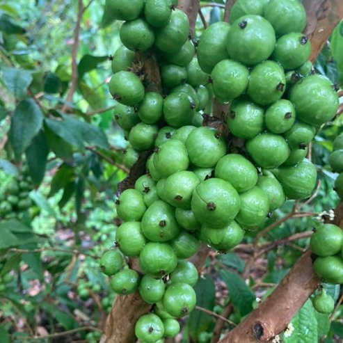 Advanced Jaboticaba White - Plinia aureana - Ladybird Nursery