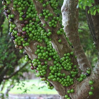 Advanced Jaboticaba White - Plinia aureana - Ladybird Nursery