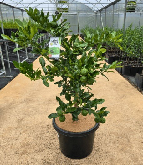 Lime 'Kaffir' - Advance (Pickup Only) - Ladybird Nursery