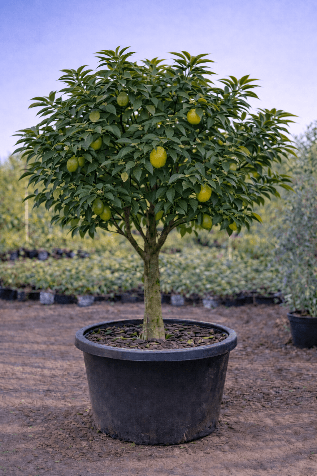 Lemon Meyer 500mm Pot (PICKUP ONLY) - Ladybird Nursery