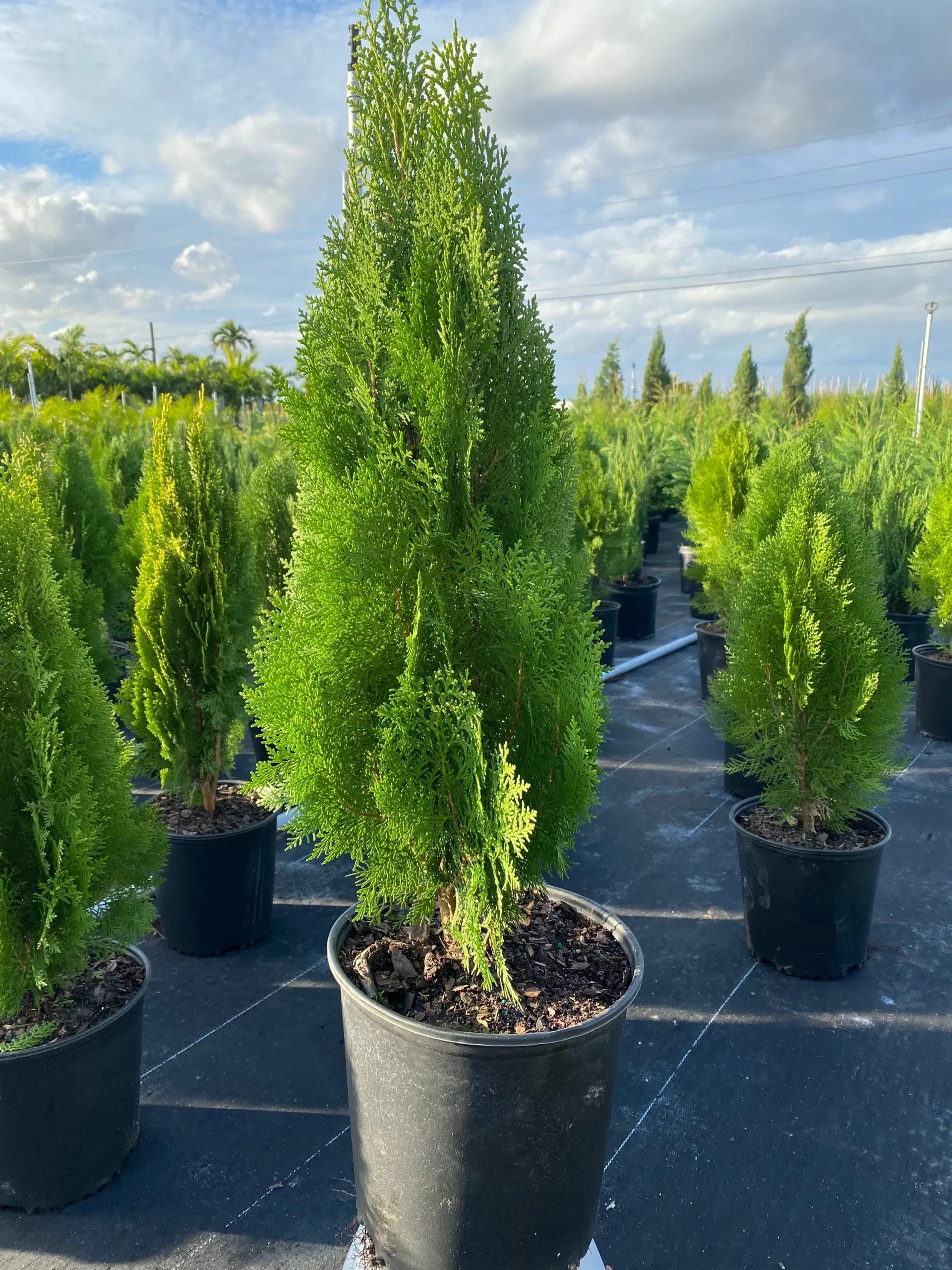 Blue Cone Arborvitae (Thuja orientalis)