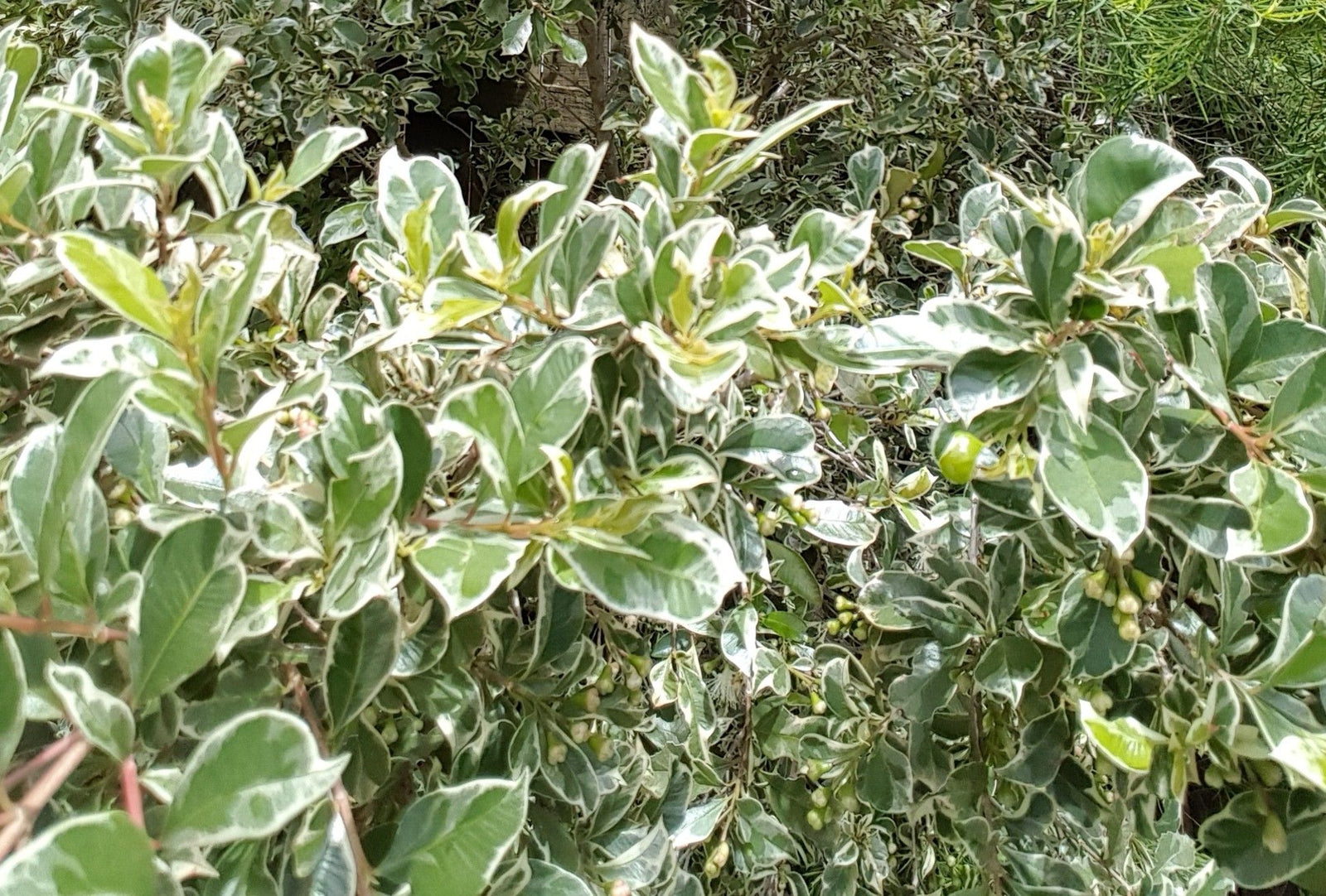 Lilly Pilly Silver Streaker (Syzygium australe) - Ladybird Nursery