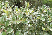 Lilly Pilly Silver Streaker (Syzygium australe)