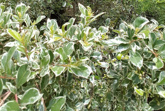 Lilly Pilly Silver Streaker (Syzygium australe)