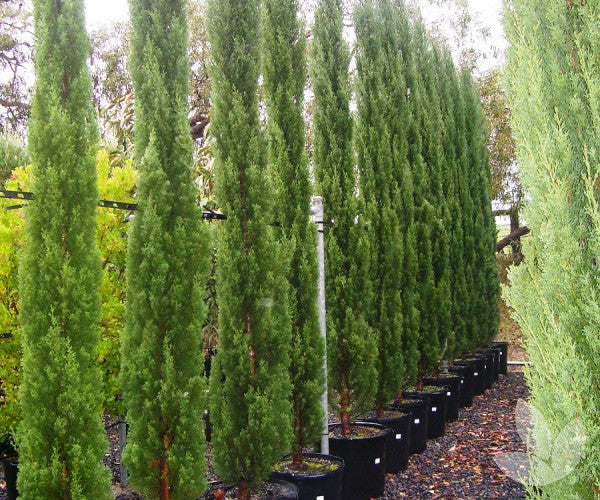 Italian Cypress Glauca (Cupressus sempervirens)