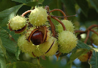 Common Horse Chestnut (Aesculus hippocastanum) - Ladybird Nursery