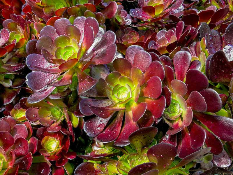 Velour Aeonium (Aeonium Velour)