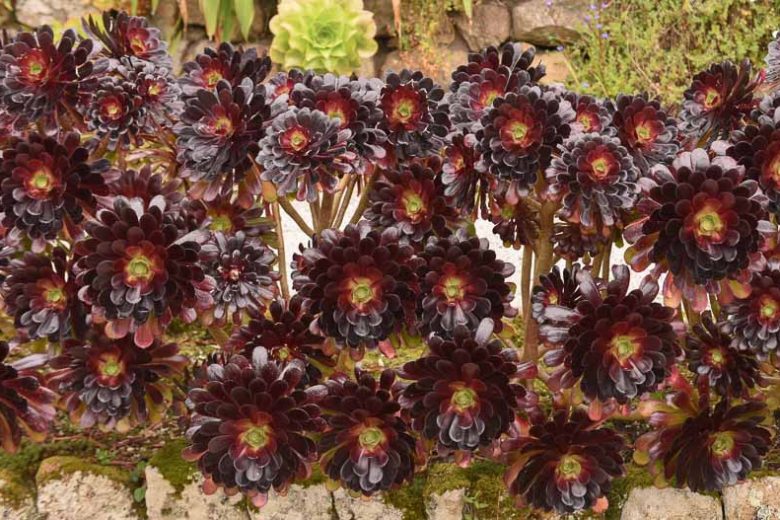 Purple Rose atropurpureum (Aeonium arboreum)