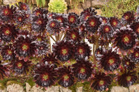 Purple Rose atropurpureum (Aeonium arboreum)